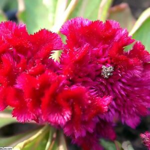 Celosia Cristata Amigo