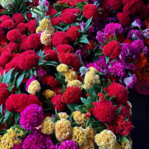 Celosia Cristata Chief Mixed