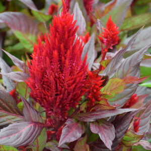 Celosia Plumosa New Look