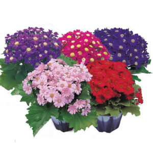 Cinenaria Perfection Mix