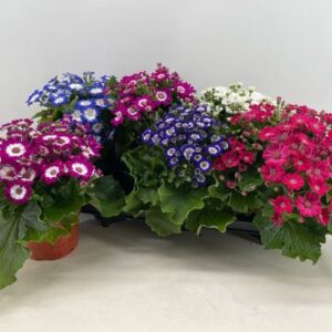 Cinenaria Venezia Mix