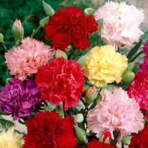 Clavel Chabaud Elite