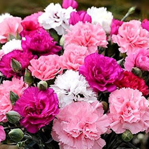 Clavel Enfant De Nice Mix