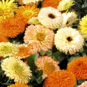 Calendula Fiesta Gitana