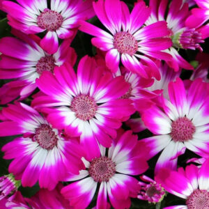 Cineraria Grandiflora