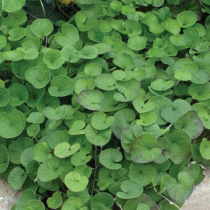 Dichondra Emerald Falls
