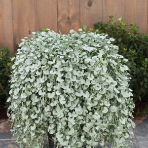 Dichondra Silver Falls