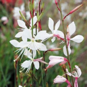 Gaura Sparkle White