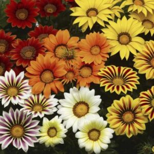 Gazania Big Kiss Mix
