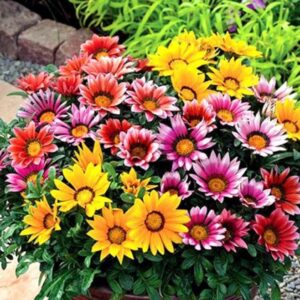 Gazania Seleccion A.S.Mezcla Flor Gigante