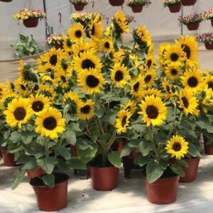 Girasol Sunbuzz