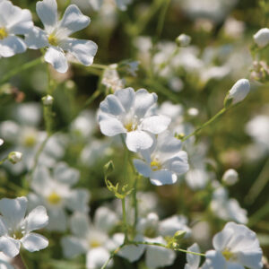 Gypsophila Covent Garden