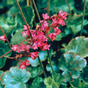 Heuchera Sanguinea Coral Forest