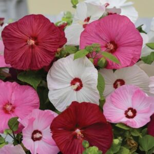 Hibiscus F. 1 Luna