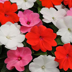 Impatients New Guinea Divine