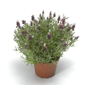 Lavanda Castillano Rose