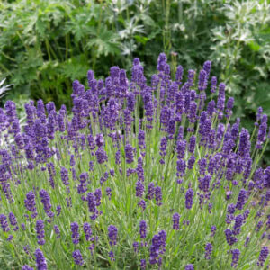 Lavanda Perfumada