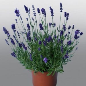 Lavanda Promise Violet Blue