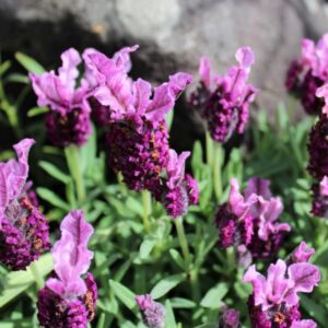 Lavanda Stoechas Bandera Pink