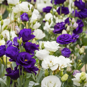 Lisianthus F 1 Echo Mix