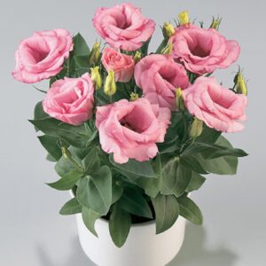 Lisianthus Rosie Mix