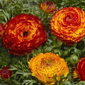 Marimonia Mache