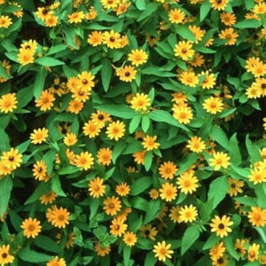 Melampodium Million Gold
