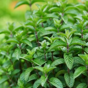 Menta