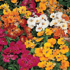 Nemesia Sundrops