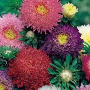 Reina Margarita Super Princesa Mix