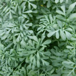 Ruda Hembra