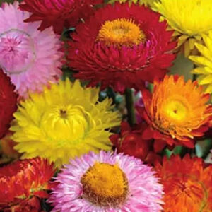 Siempreviva Gigante Suiza