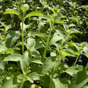 Stevia