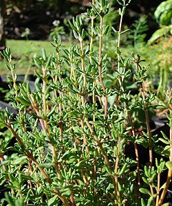 Tomillo Thymus Vulgare