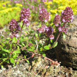 Tomillo-Thymus-Pulegioides