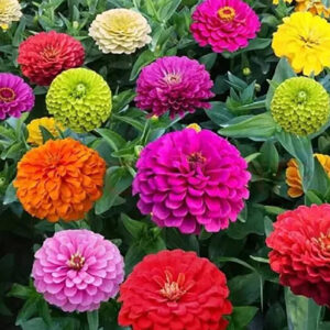 Zinnia Flor Gigante