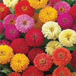 Zinnia Zinnita Mix