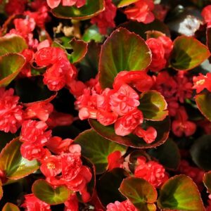 Begonia Fiona