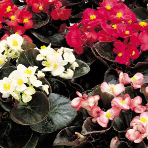 Begonia Senator