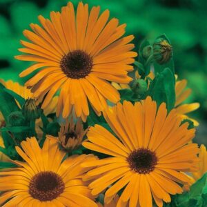 Calendula Nova