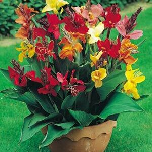 Canna Tropical