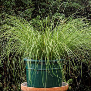 Carex Phoenix Green