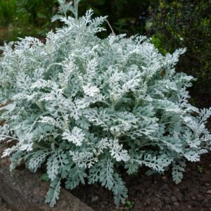 Cinenaria Silverdust