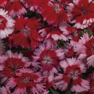 Clavellina Ventiparfait