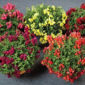 Conejito Candy Showers Mix