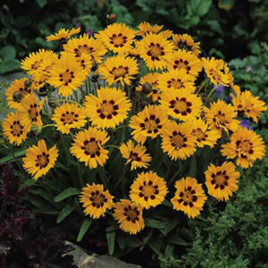 Coreopsis Rising Sun