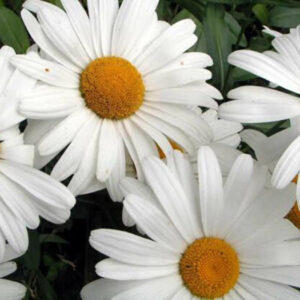 Crisantemo Shasta Daisy Blanco