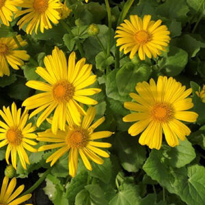 Doronicum Leonardo