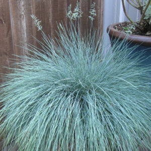 Festuca Glauca