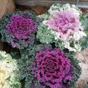 Repollo De Adorno Nagoya